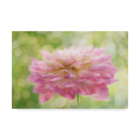Trademark Fine Art Cora Niele 'Dahlia In Backlight' Canvas Art, 12x19 ALI22565-C1219GG